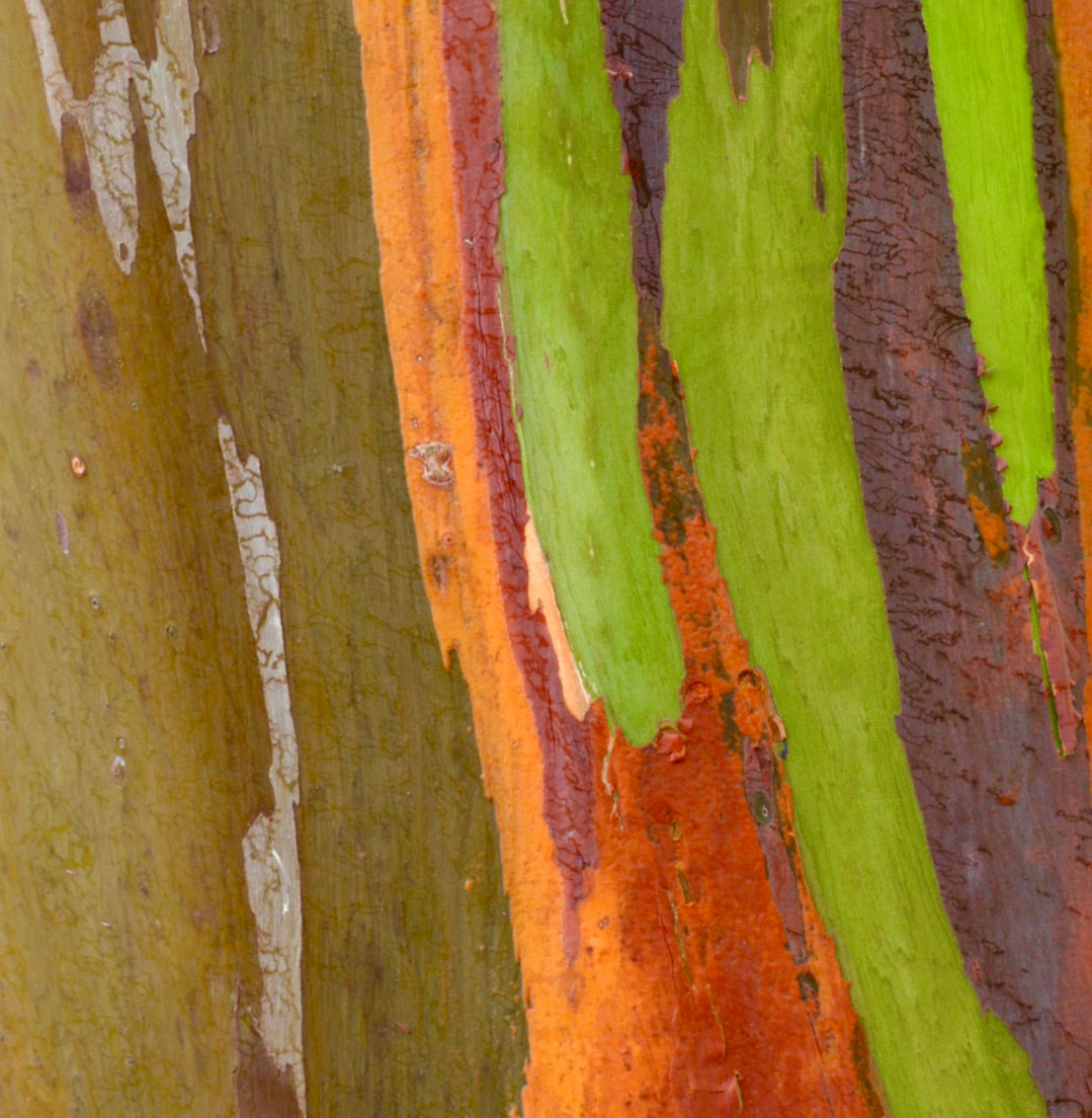 Écorce écaillée colorée d'Eucalyptus deglupta avec des nuances de vert, orange et brun, texture en gros plan
