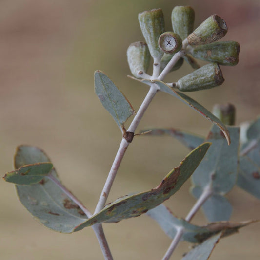 Eucalyptus gamophylla seed pods with elongated blue-green leaves and woody stems