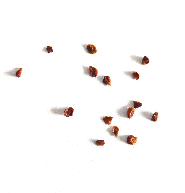 Eucalyptus gamophylla SEEDS