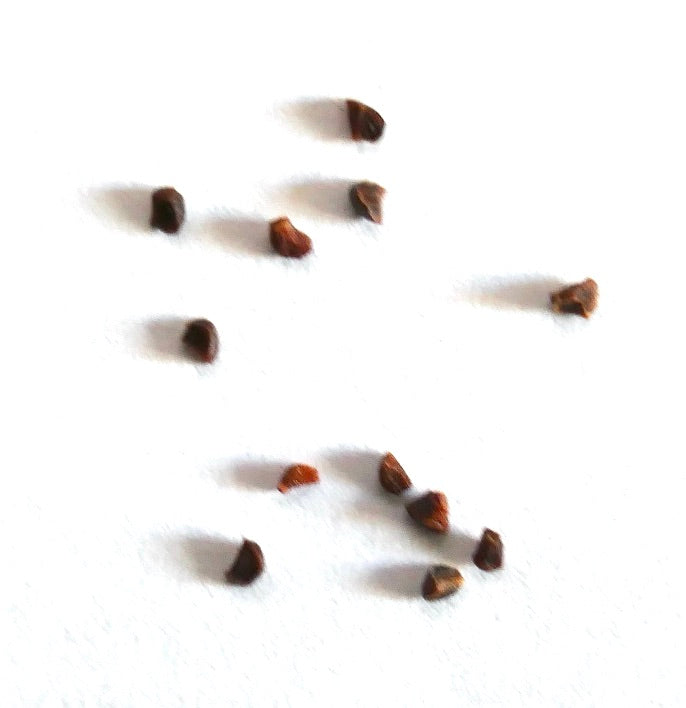 Eucalyptus obliqua seeds small brown irregular shapes on white background