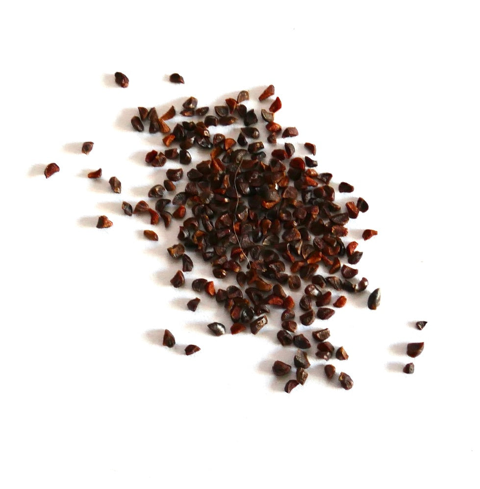 Eucalyptus obliqua seeds small dark brown scattered on white background