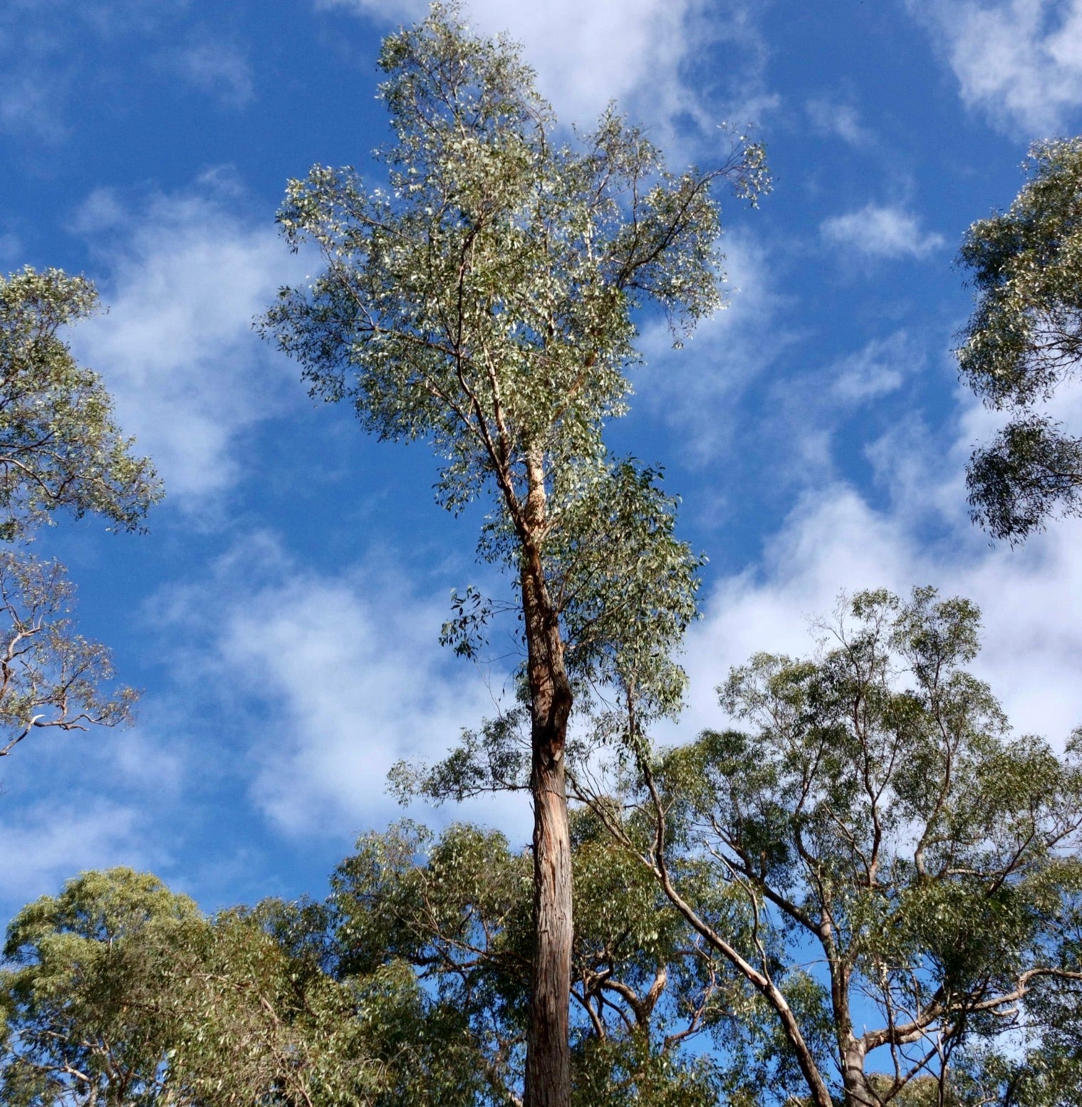 Eucalyptus obliqua | Premium Tree Seeds Available