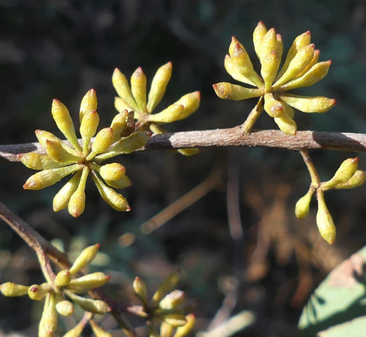 عناقيد بذور صفراء من يوكاليبتوس رادياتا على فرع خشبي في ضوء طبيعي