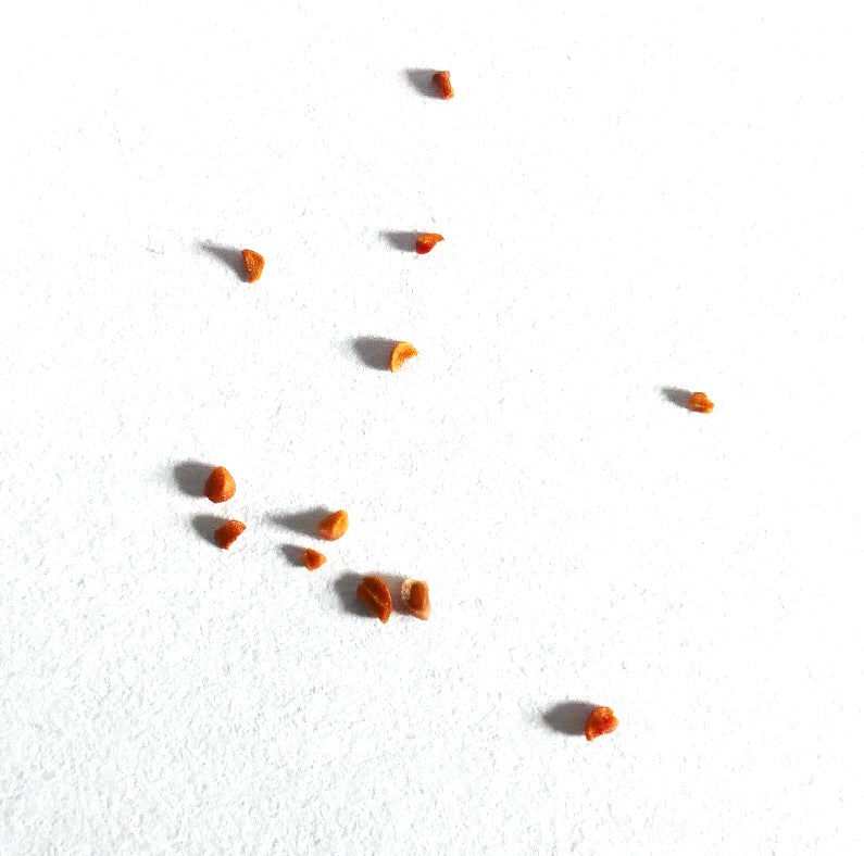 Eucalyptus radiata seeds small brown scattered on white background