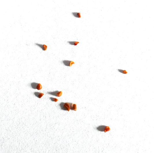 Eucalyptus radiata SEEDS