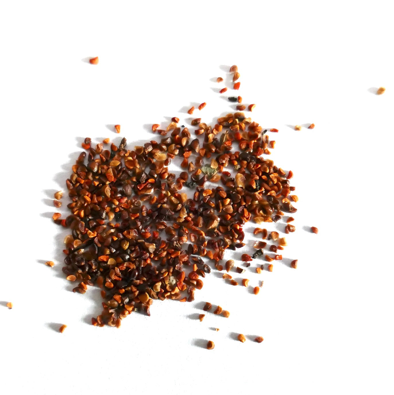 Eucalyptus radiata small brown seeds scattered on white background