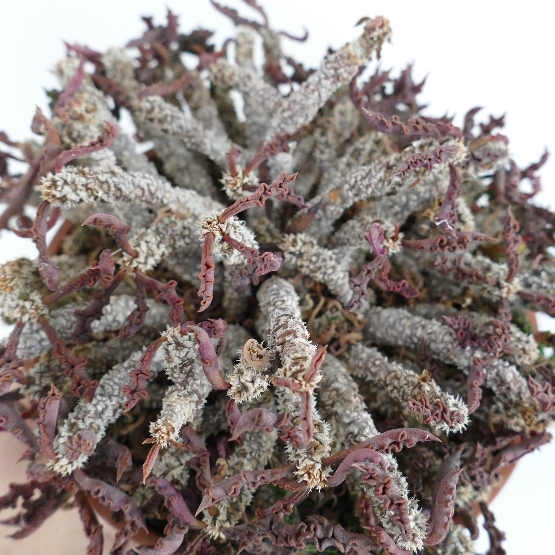 Euphorbia decaryi var. spirosticha rare succulent with twisted purple leaves and textured stems