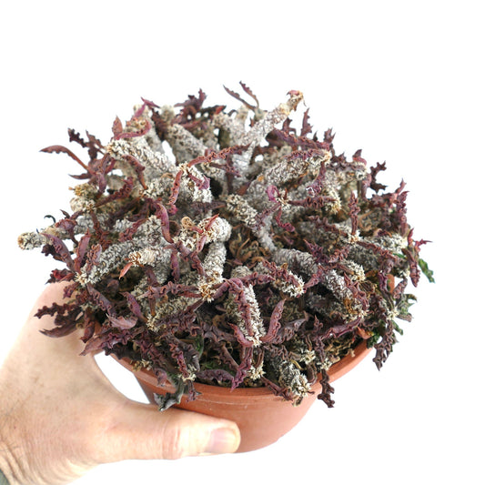 Euphorbia decaryi var. spirosticha rare succulent with twisted gray and purple stems in terracotta pot