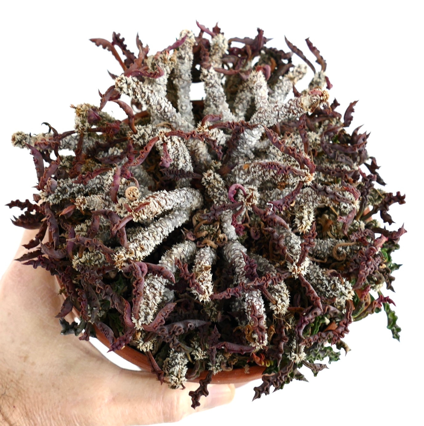 Euphorbia decaryi var. spirosticha rare succulent with textured, twisted stems and reddish edges in pot