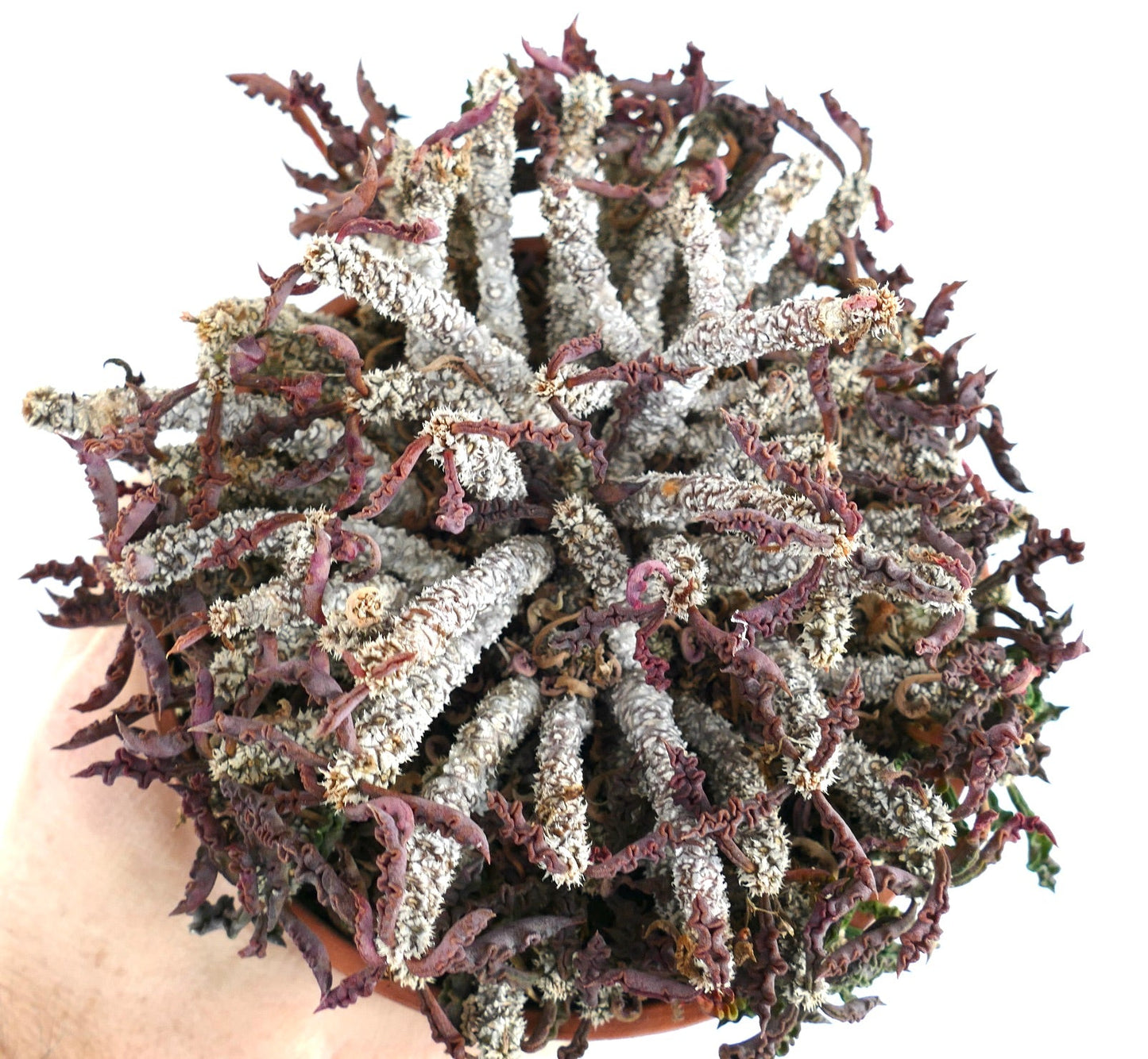 Euphorbia decaryi var. spirosticha rare succulent with twisted gray stems and reddish curled leaves