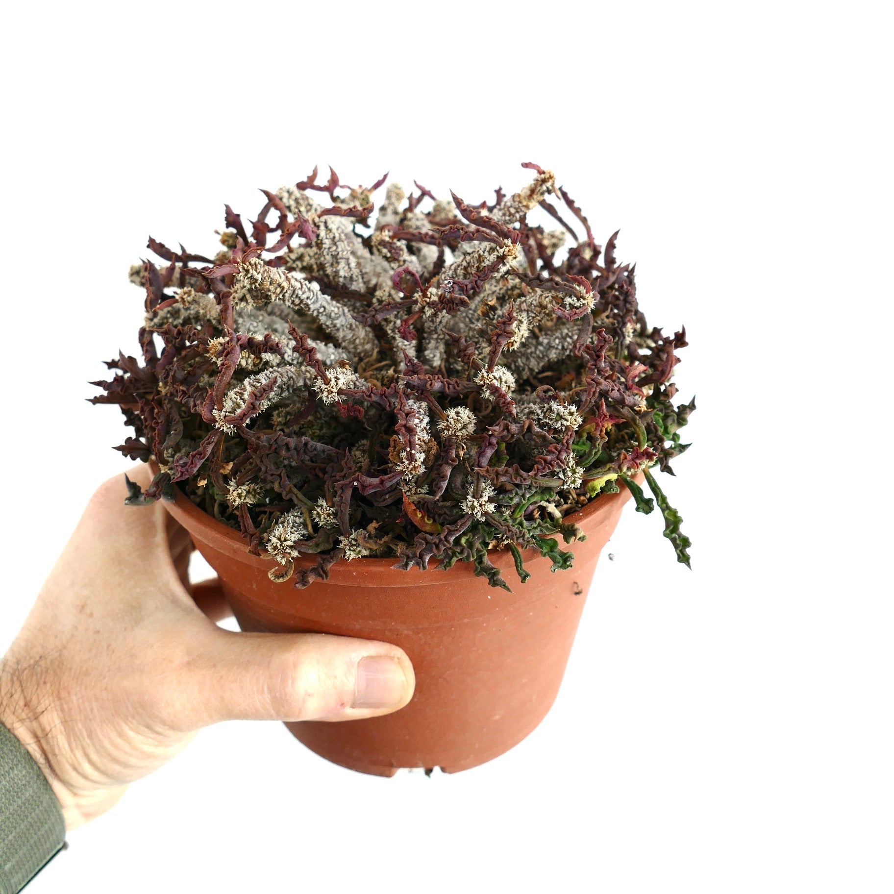 Euphorbia decaryi var. spirosticha succulent with twisted, textured stems in terracotta pot held by hand