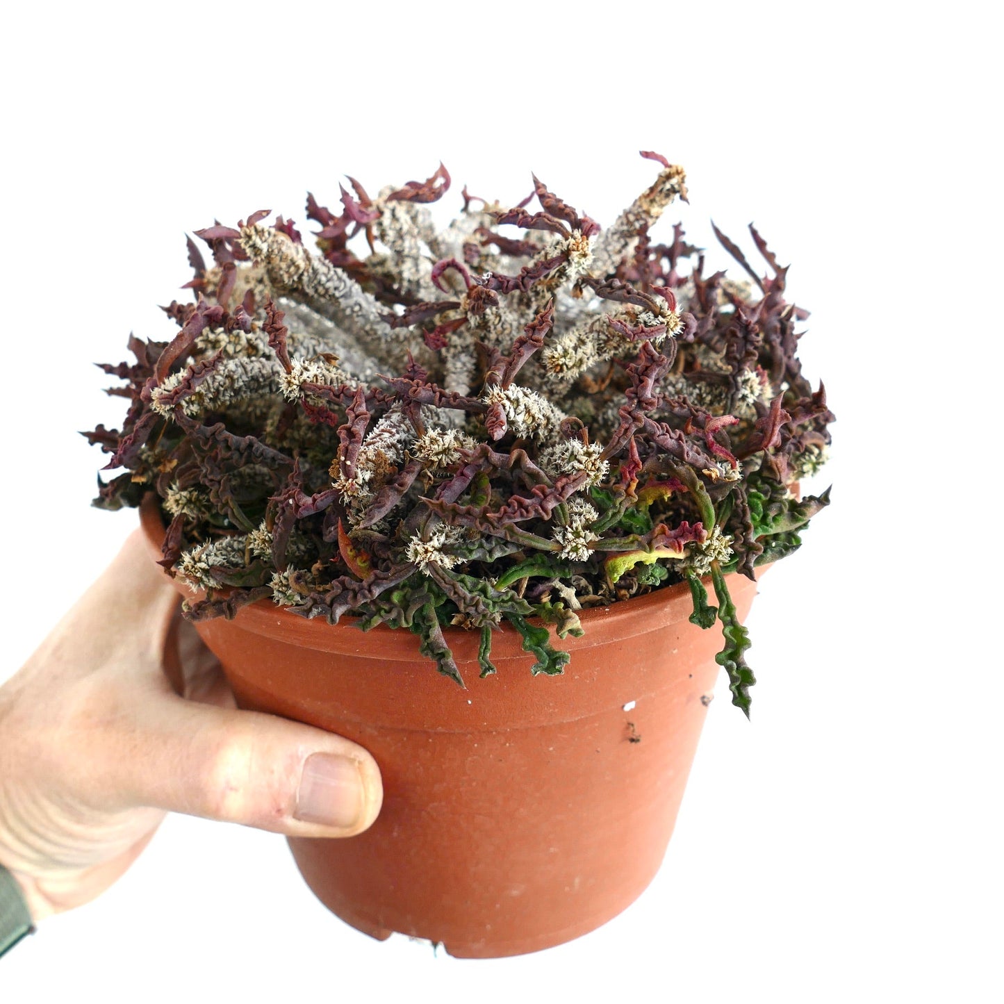 Euphorbia decaryi var. spirosticha rare succulent with twisted textured stems in terracotta pot
