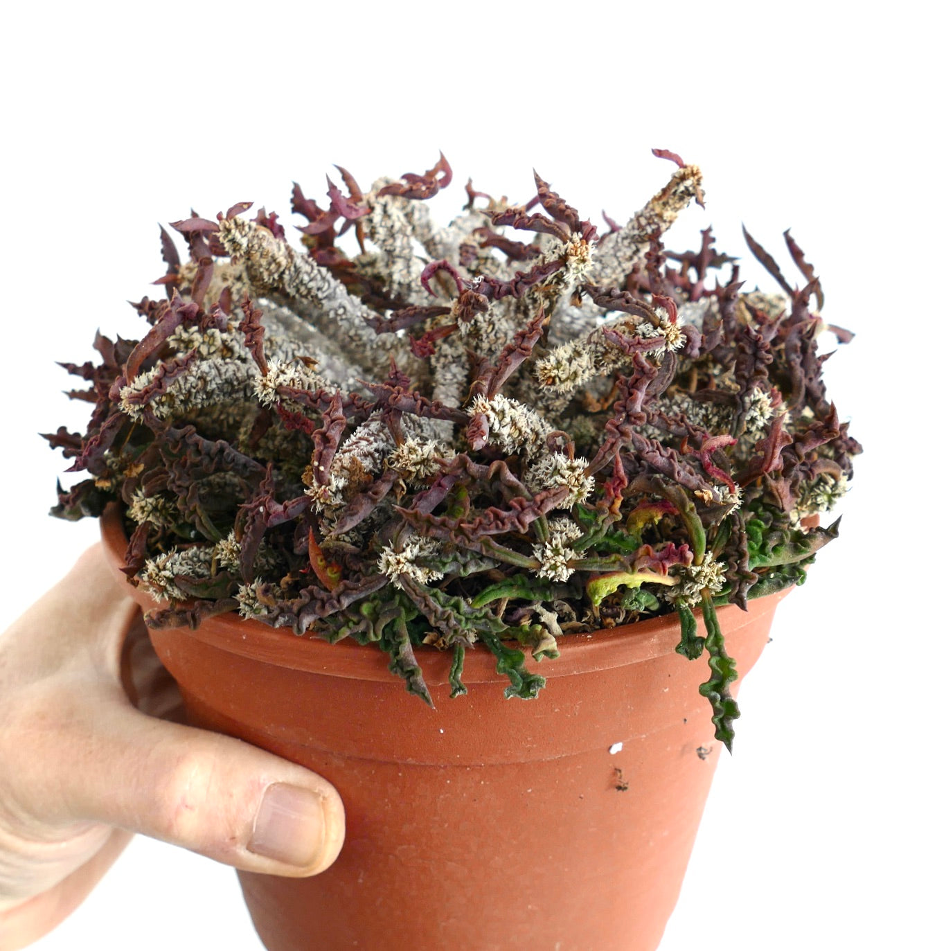 Euphorbia decaryi var. spirosticha rare succulent with wrinkled purple stems in terracotta pot