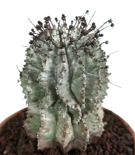 6/22まで出品 ユーフォルビアホリダ Super white スーパーホワイト Euphorbia_horrida_1_0defa199-
