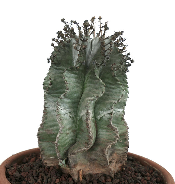 ユーフォルビア・ホリダ cv スーパー・スノー・フレークス | Botanical