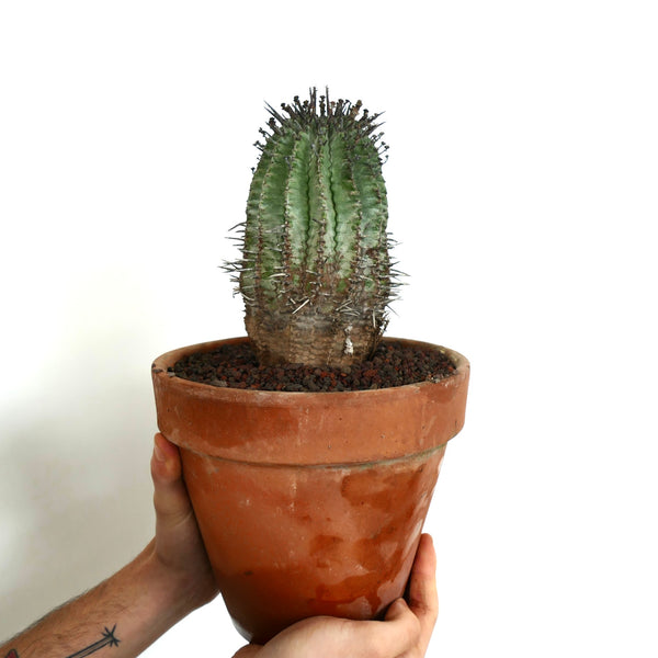 Euphorbia_horrida_1_41dc1268-