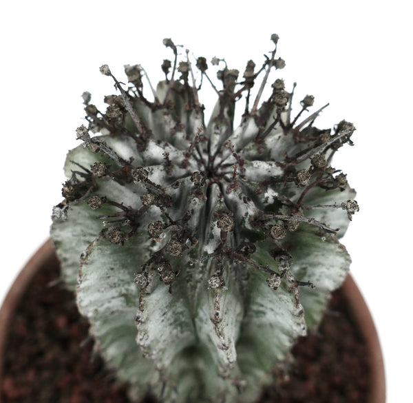 ユーフォルビア・ホリダ cv. SNOW FLAKES | Botanical Archive | 白いトゲ