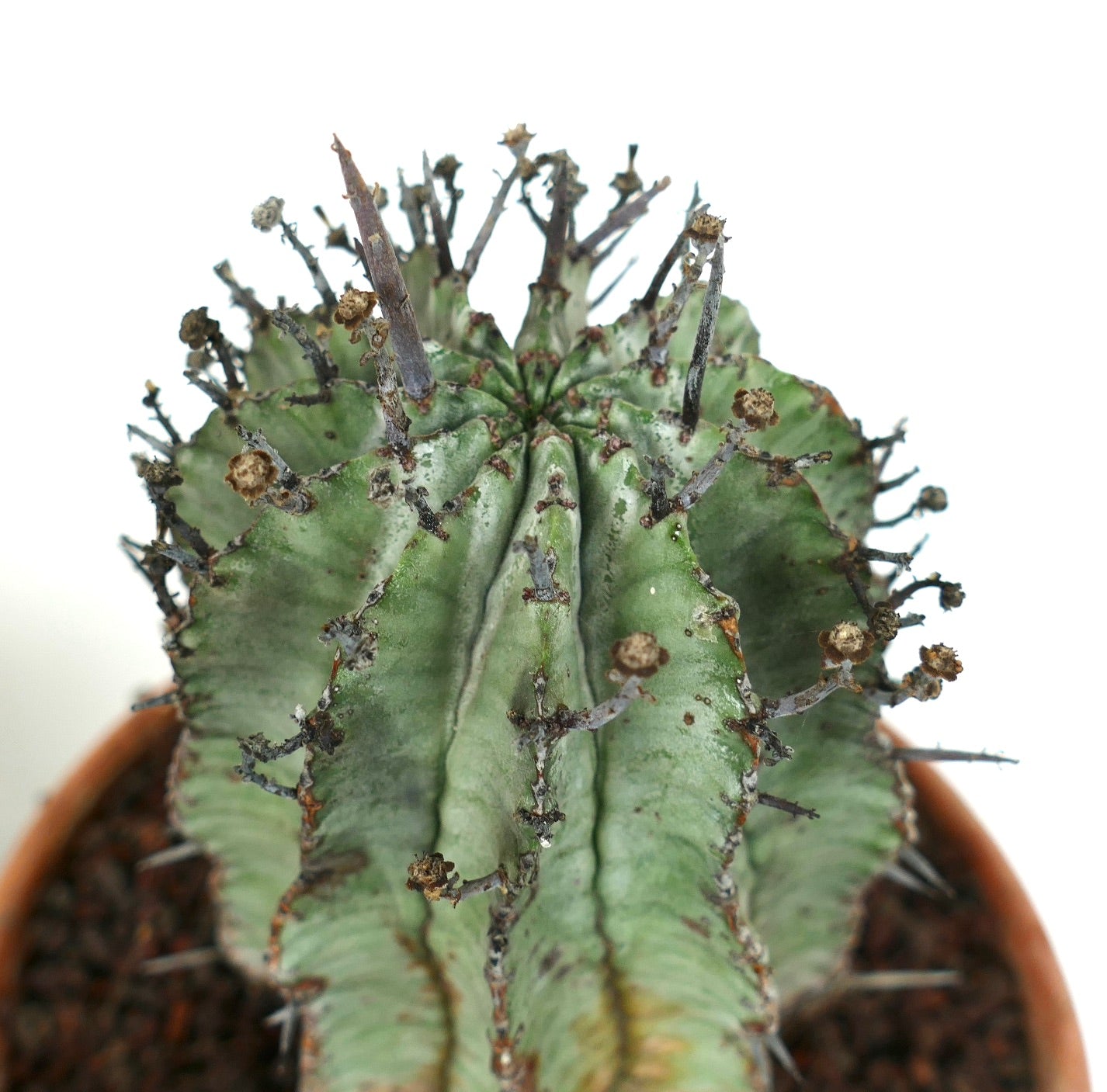 CACTUS GREEN strong spine ホリダ Euphorbia horrida Collection | Have a look at our Rare Plants | Buy