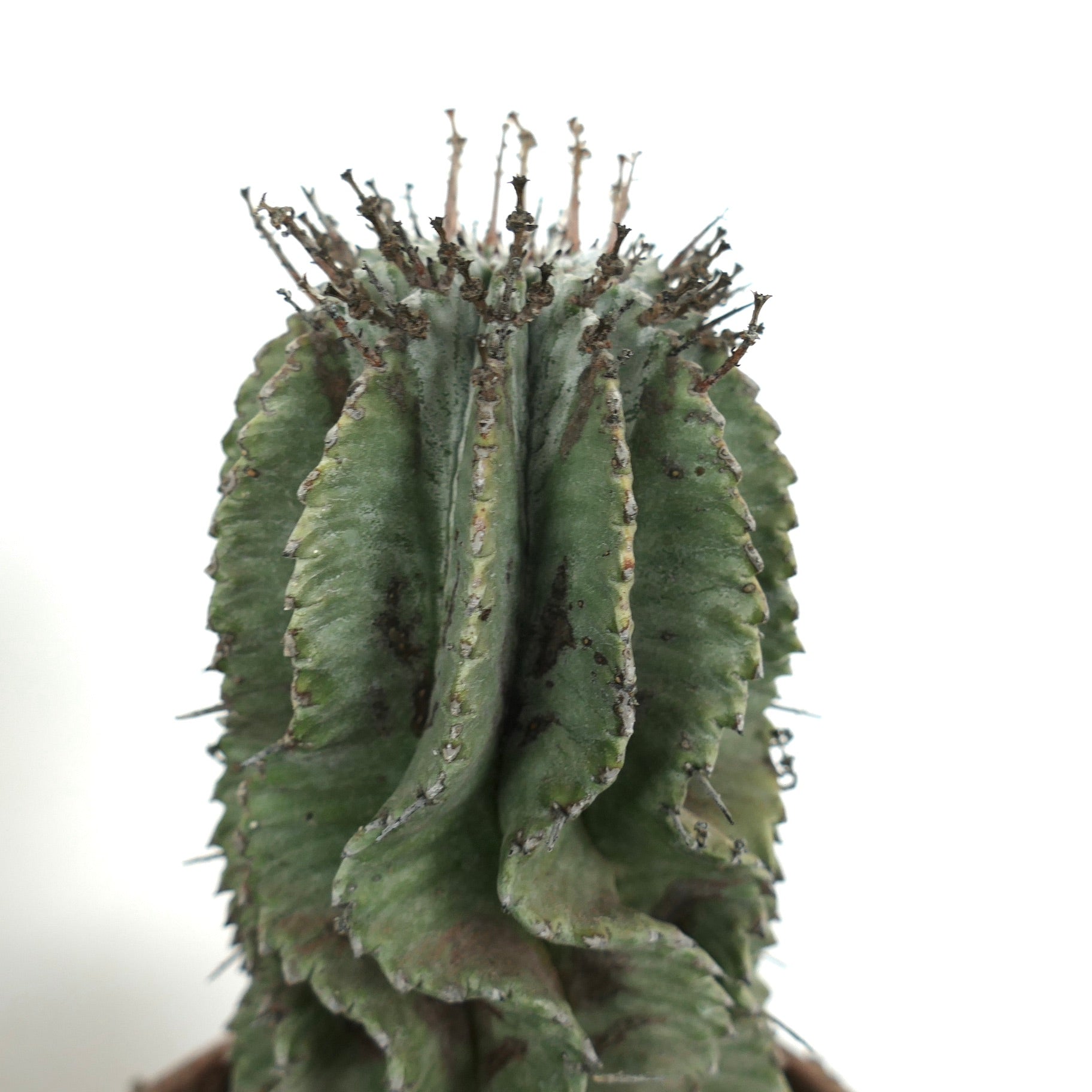 ユーフォルビア・ホリダ SUPER WHITE CENTER | Botanical Archive | 今