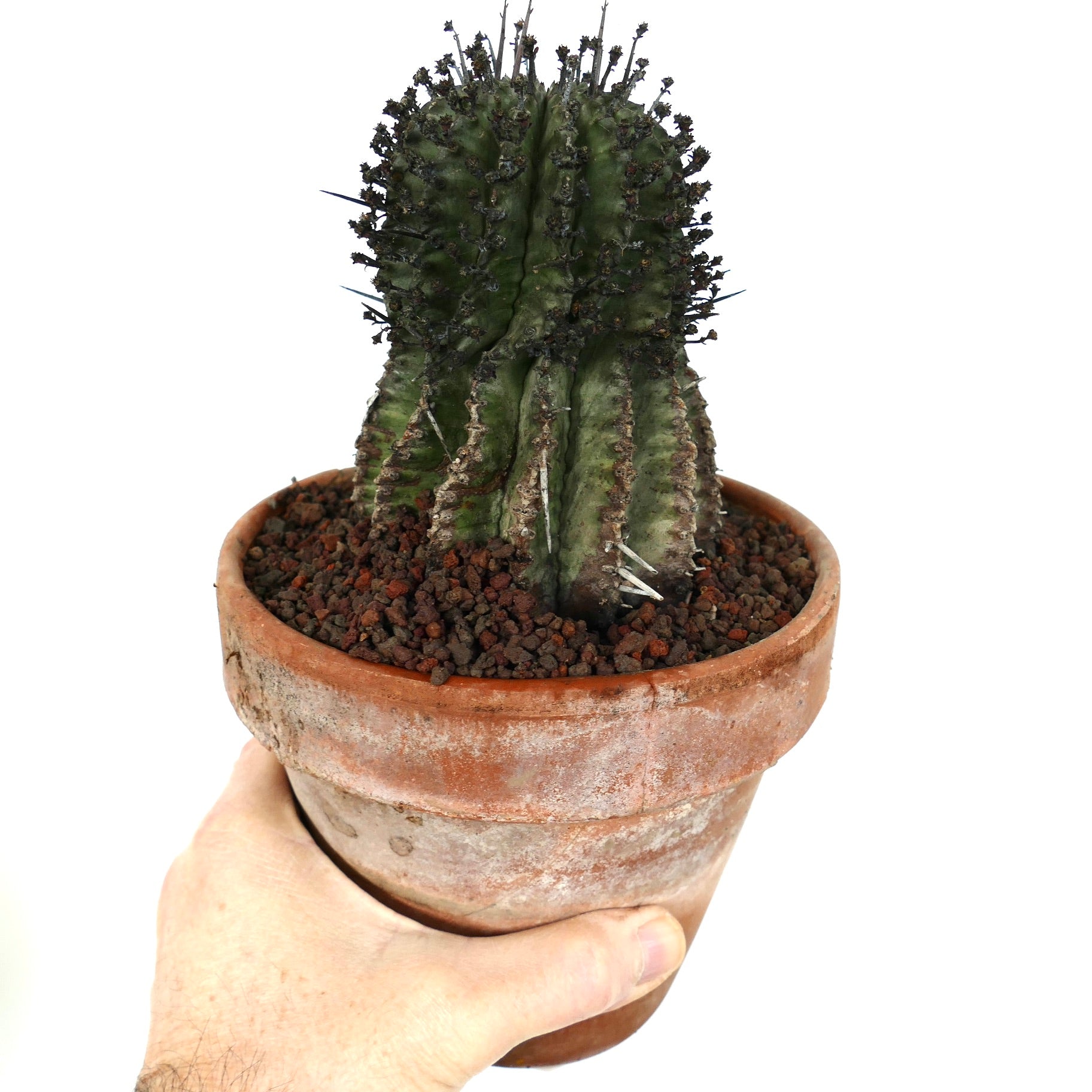 ユーフォルビア・ホリダ スーパーブラックスパイン | Botanical