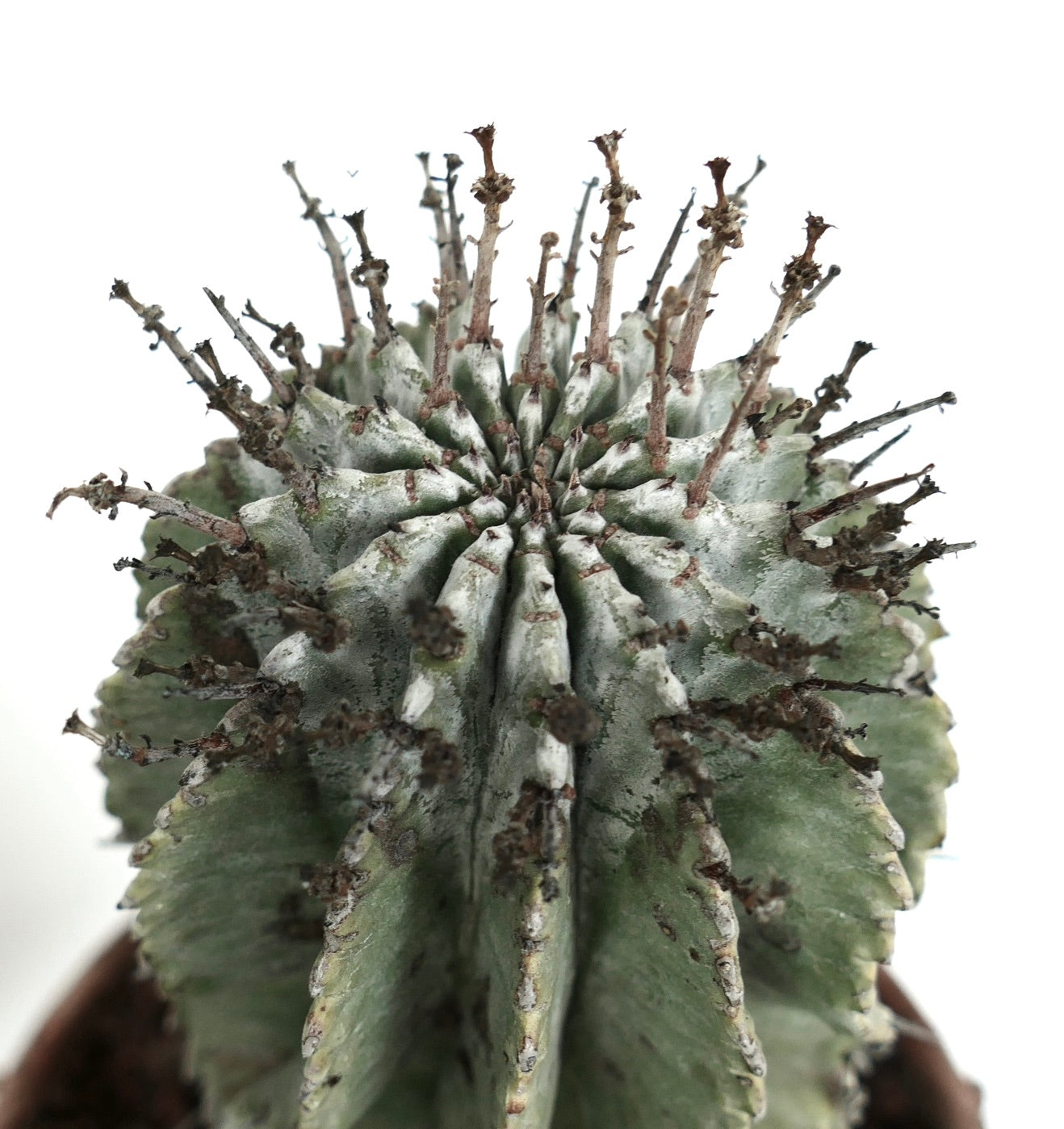 ユーフォルビア白いホリダ雄 ウネリ系白衣】白衣ホリダ オス株 Euphorbia horrida ユーフォルビア