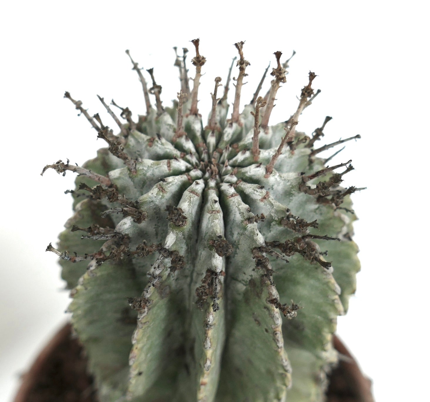 ユーフォルビア・ホリダ SUPER WHITE CENTER | Botanical Archive | 今