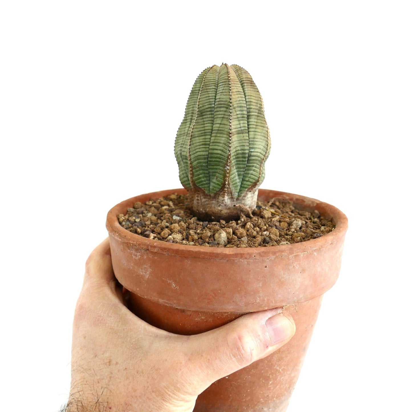 Euphorbia obesa OLD SPECIMEN