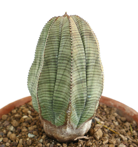 Euphorbia obesa OLD SPECIMEN