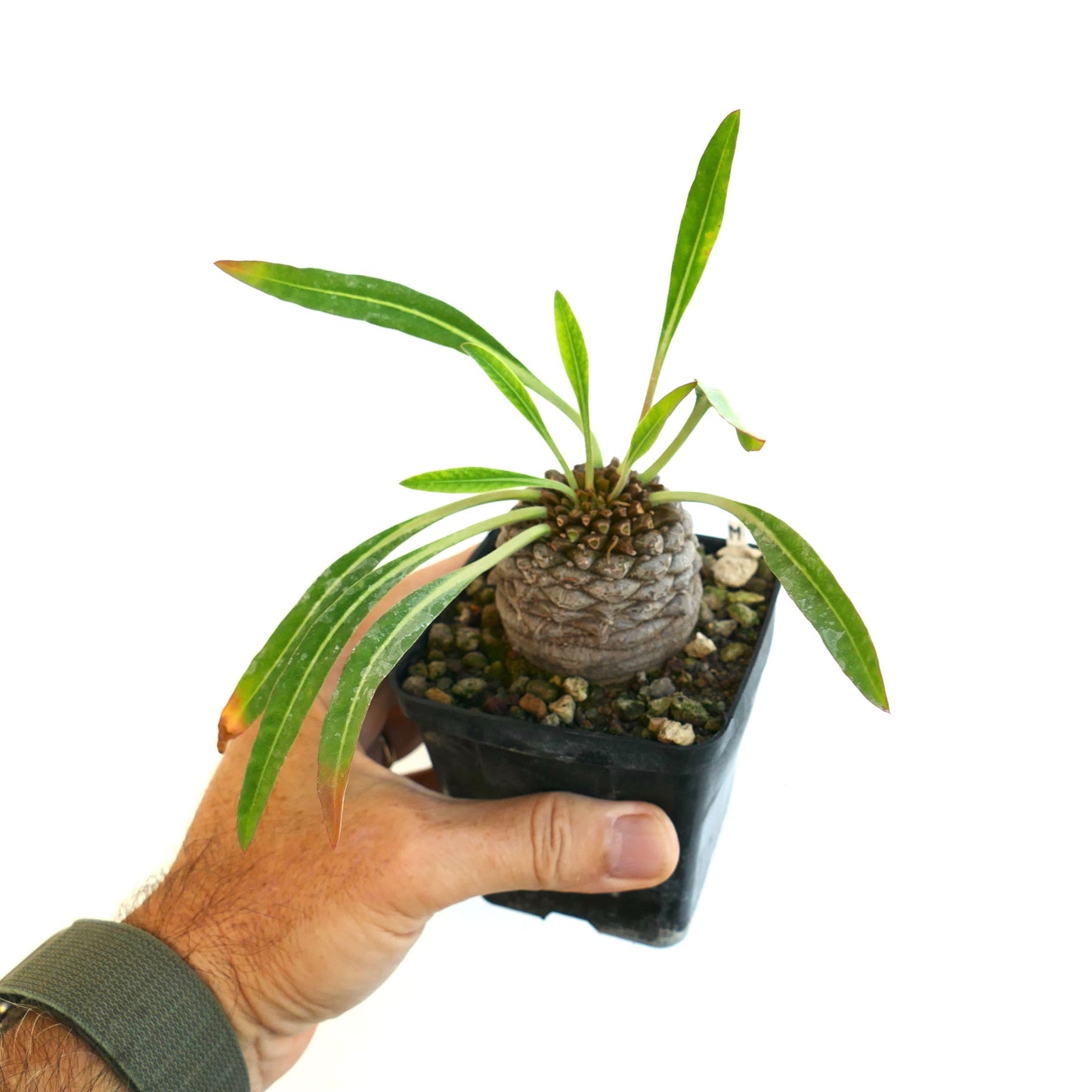 Euphorbia bupleurifolia specimen showing its caudex and green leaves on a white background held by a human hand