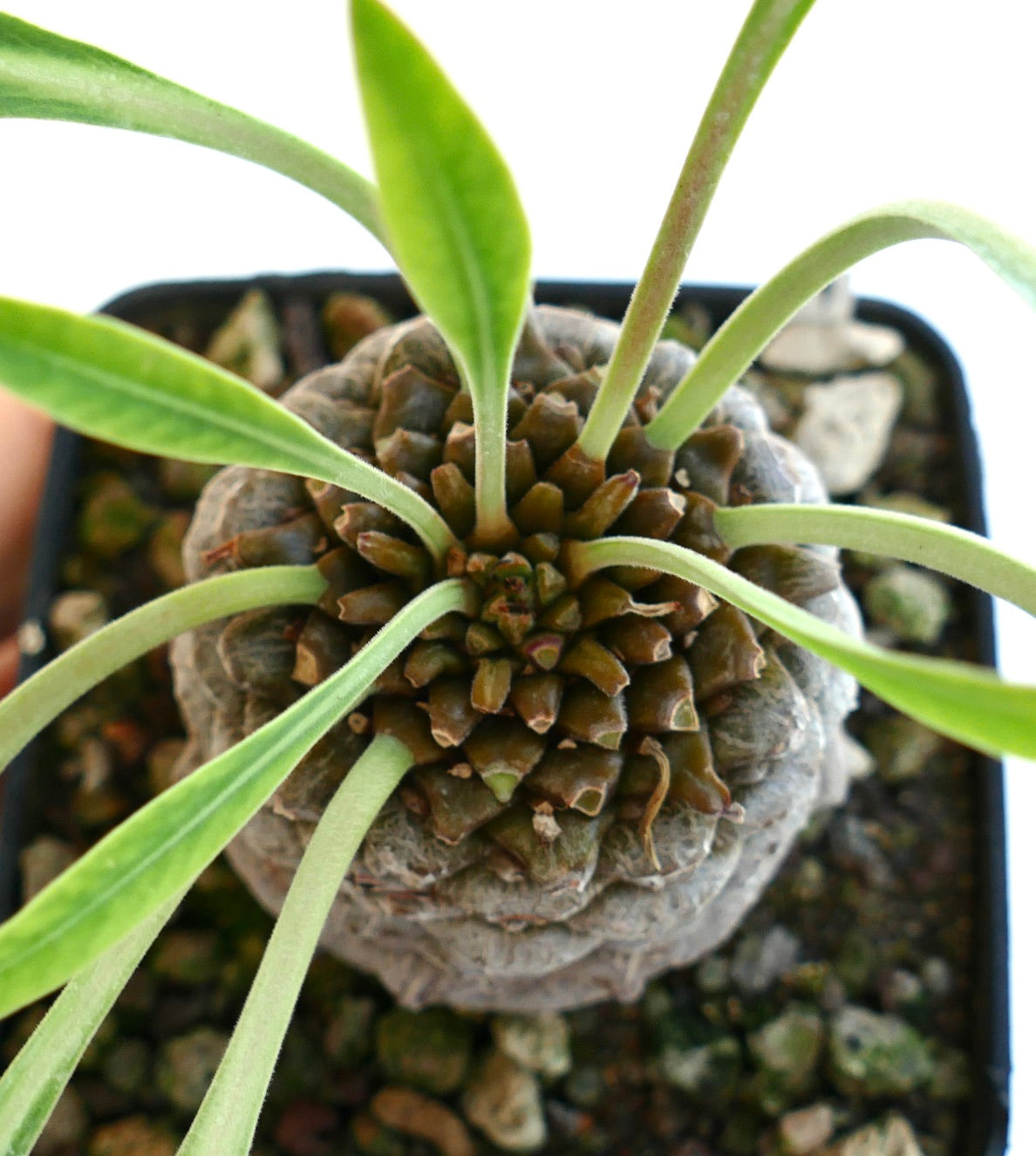 Close-up of the apex of Euphorbia bupleurifolia