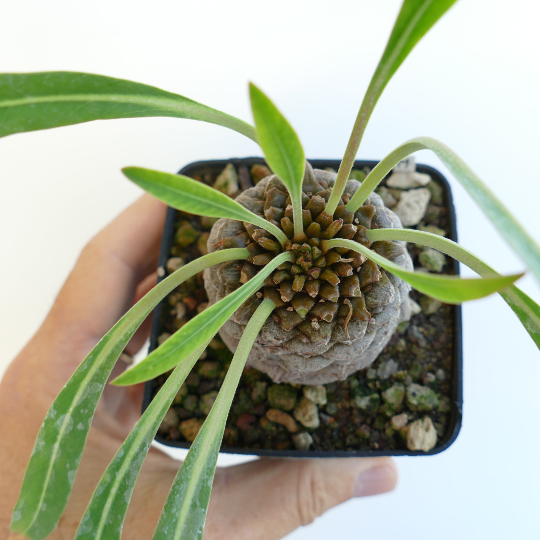 Close-up of the apex of Euphorbia bupleurifolia for sale, held by a human hand on a white background