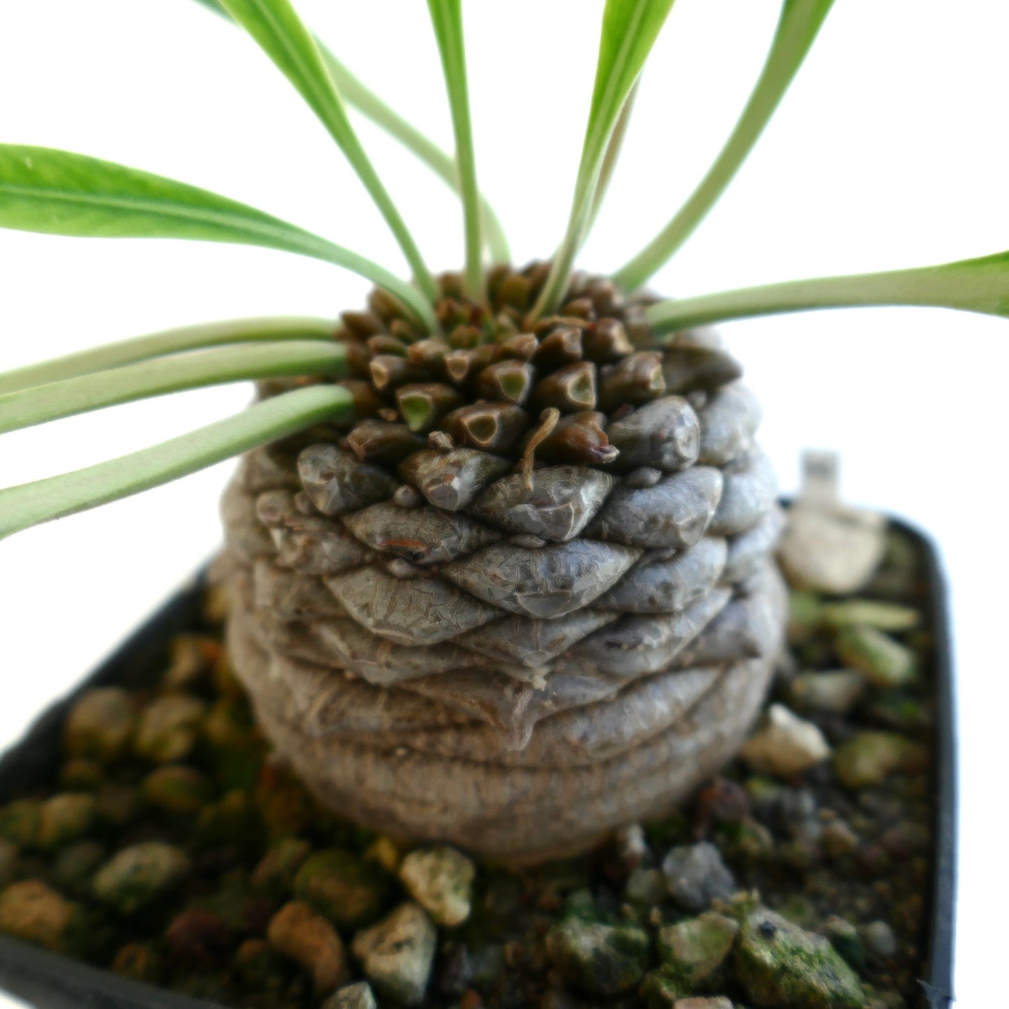 Lateral view of the succulent plant for sale showing its caudex