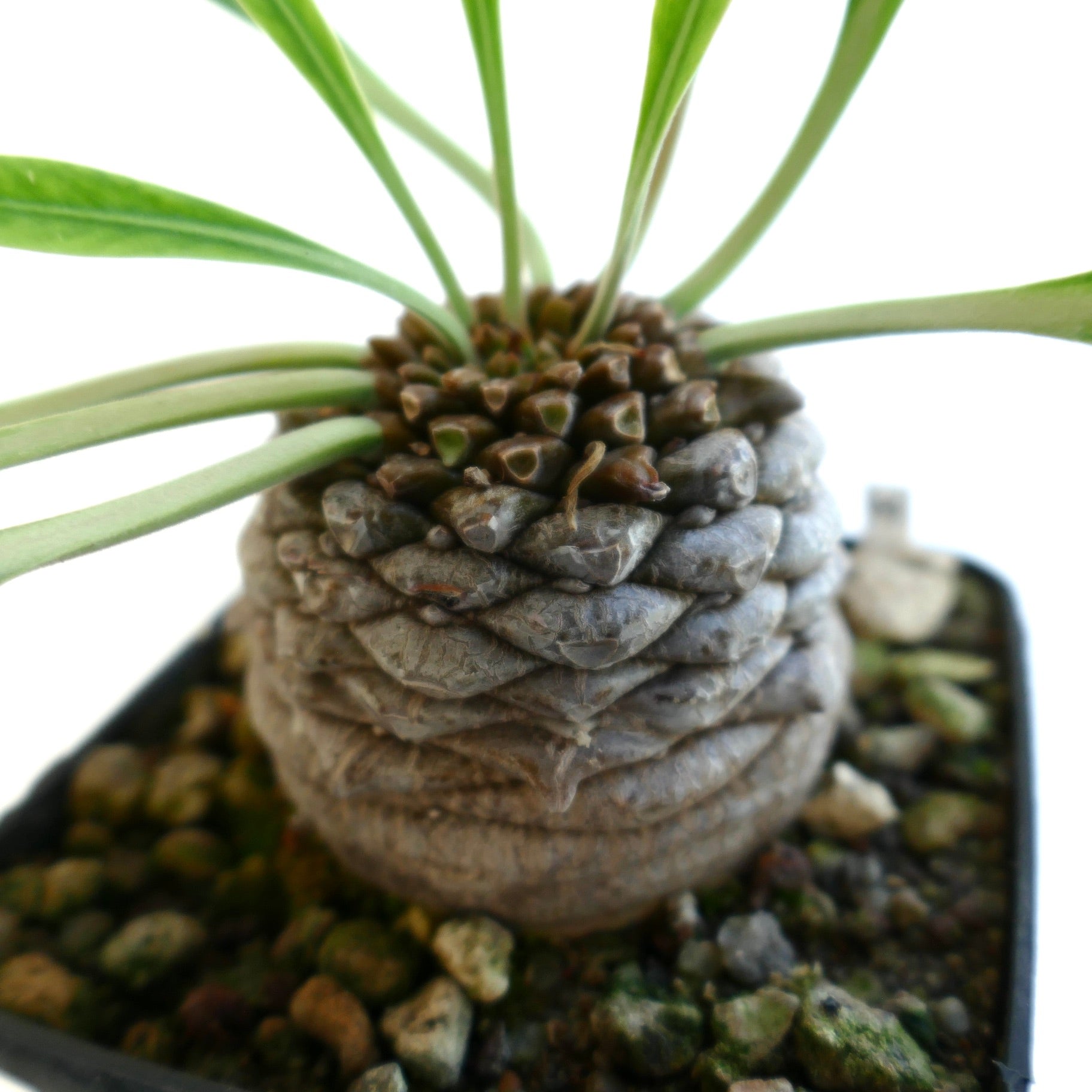 Lateral view of the succulent plant for sale showing its caudex