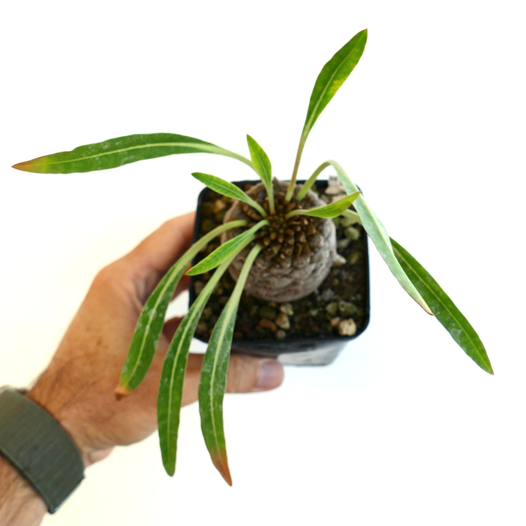Top view of the Euphorbia bupleurifolia big male specimen for sale
