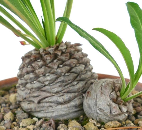 ④同包　ユーフォルビア ルディス ユーフォルビア ルディス rudis 塊根 以下検索 パキポディウム