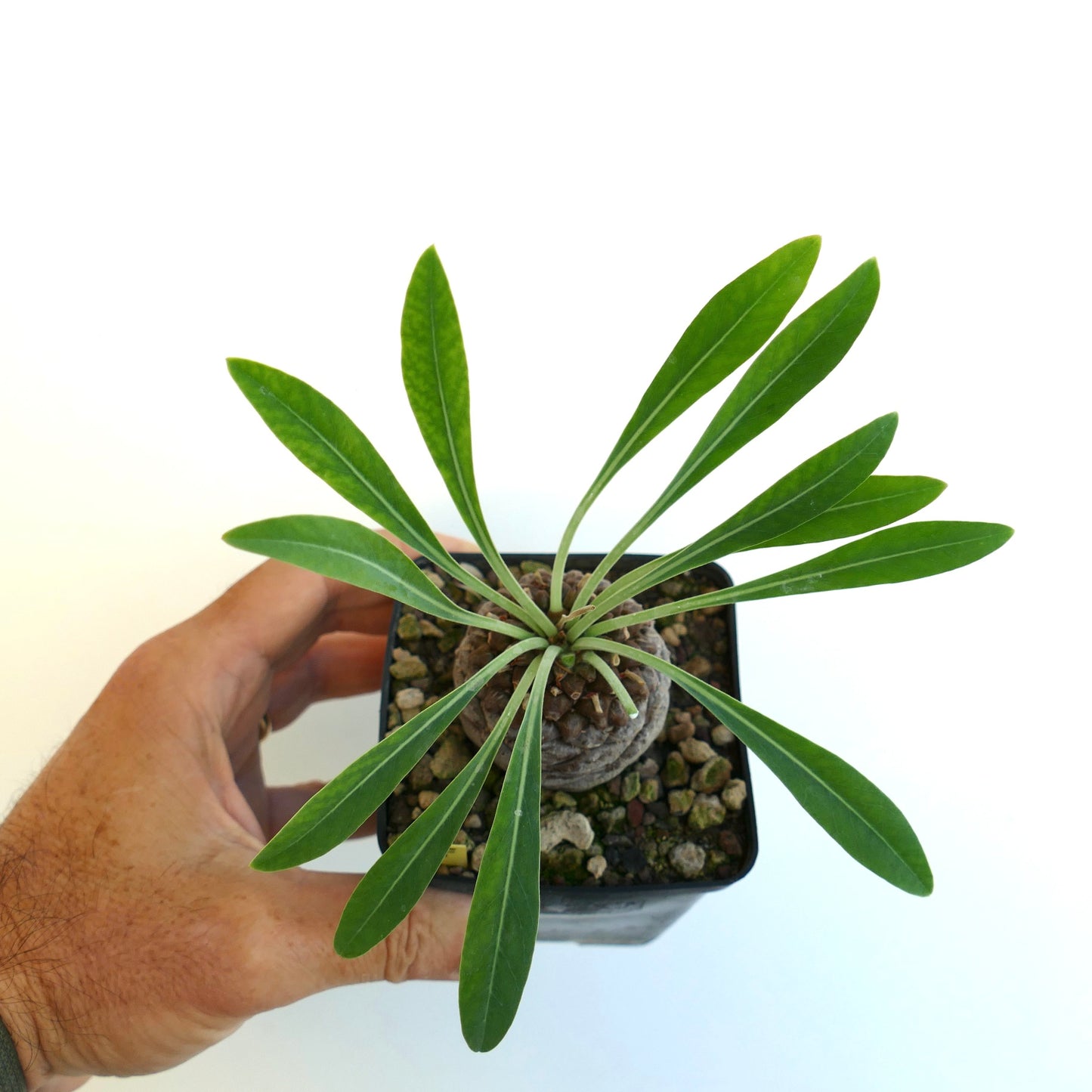 Euphorbia bupleurifolia succulent with slender green leaves and textured caudex in pot