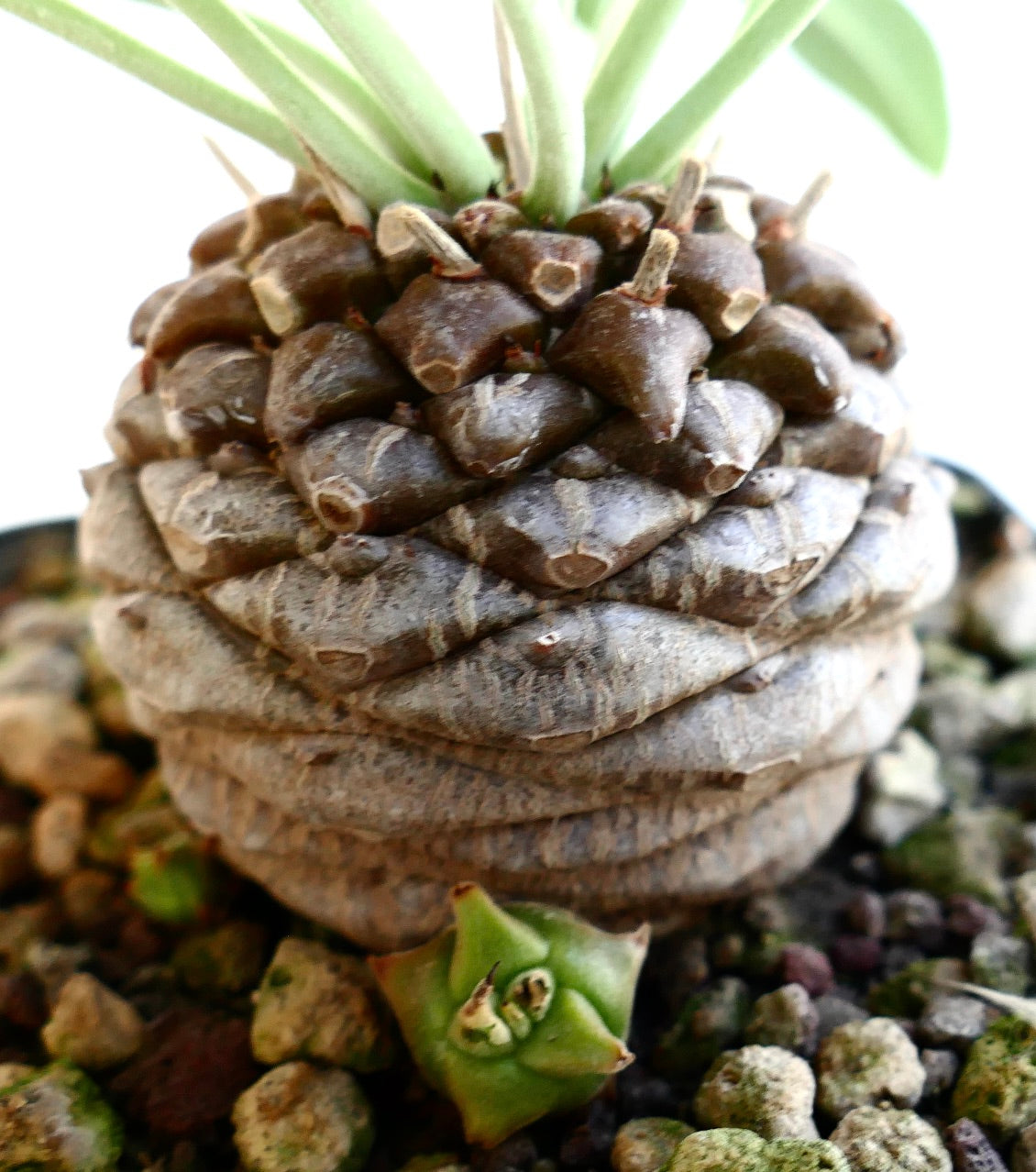 Euphorbia bupleurifolia succulent with textured caudex and green leaves growing in rocky soil