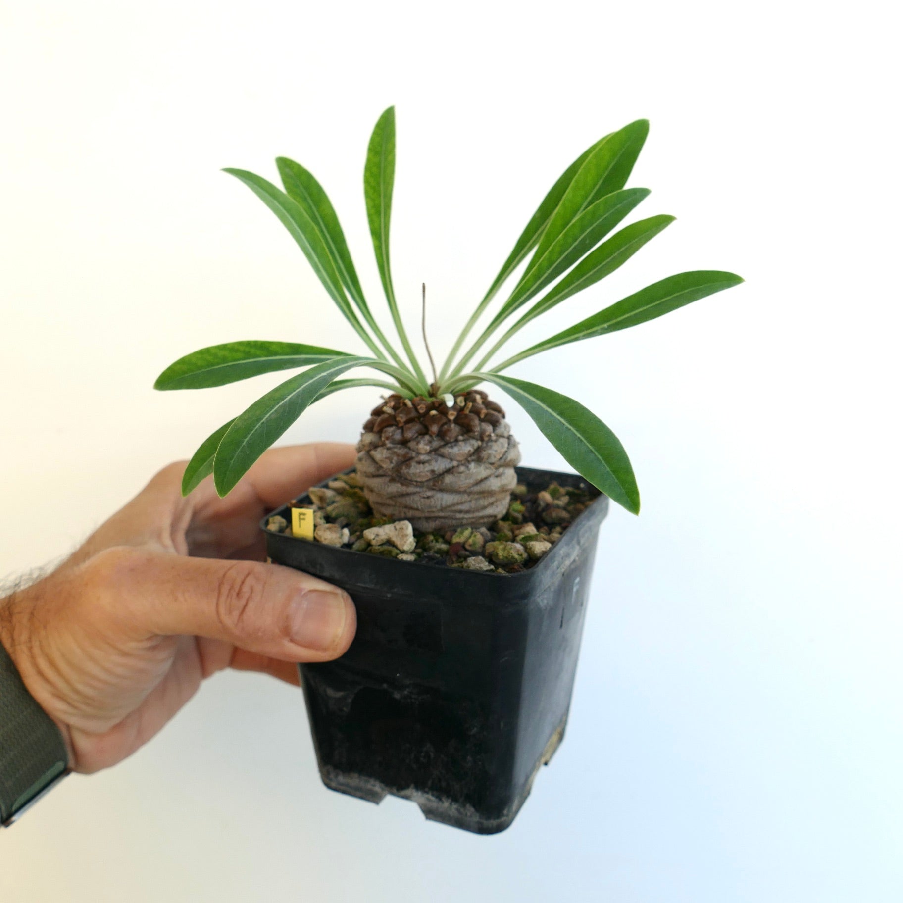 Euphorbia bupleurifolia small caudex succulent with elongated green leaves in black pot