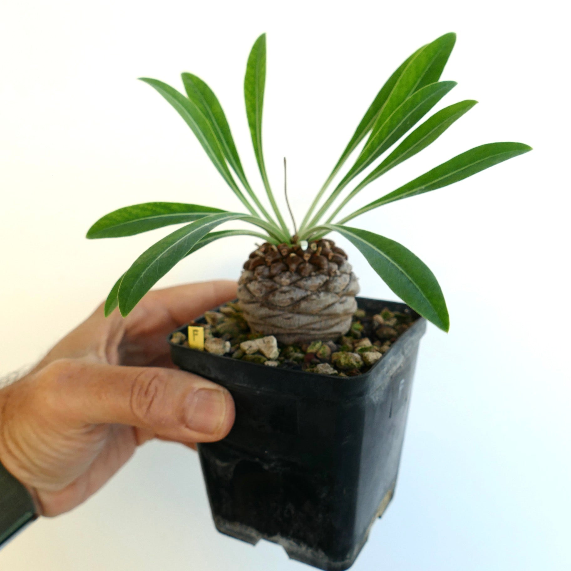 Euphorbia bupleurifolia succulent with rounded caudex and elongated green leaves in black pot