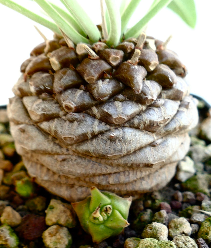 Euphorbia bupleurifolia succulent with textured brown caudex and green leaves emerging from top