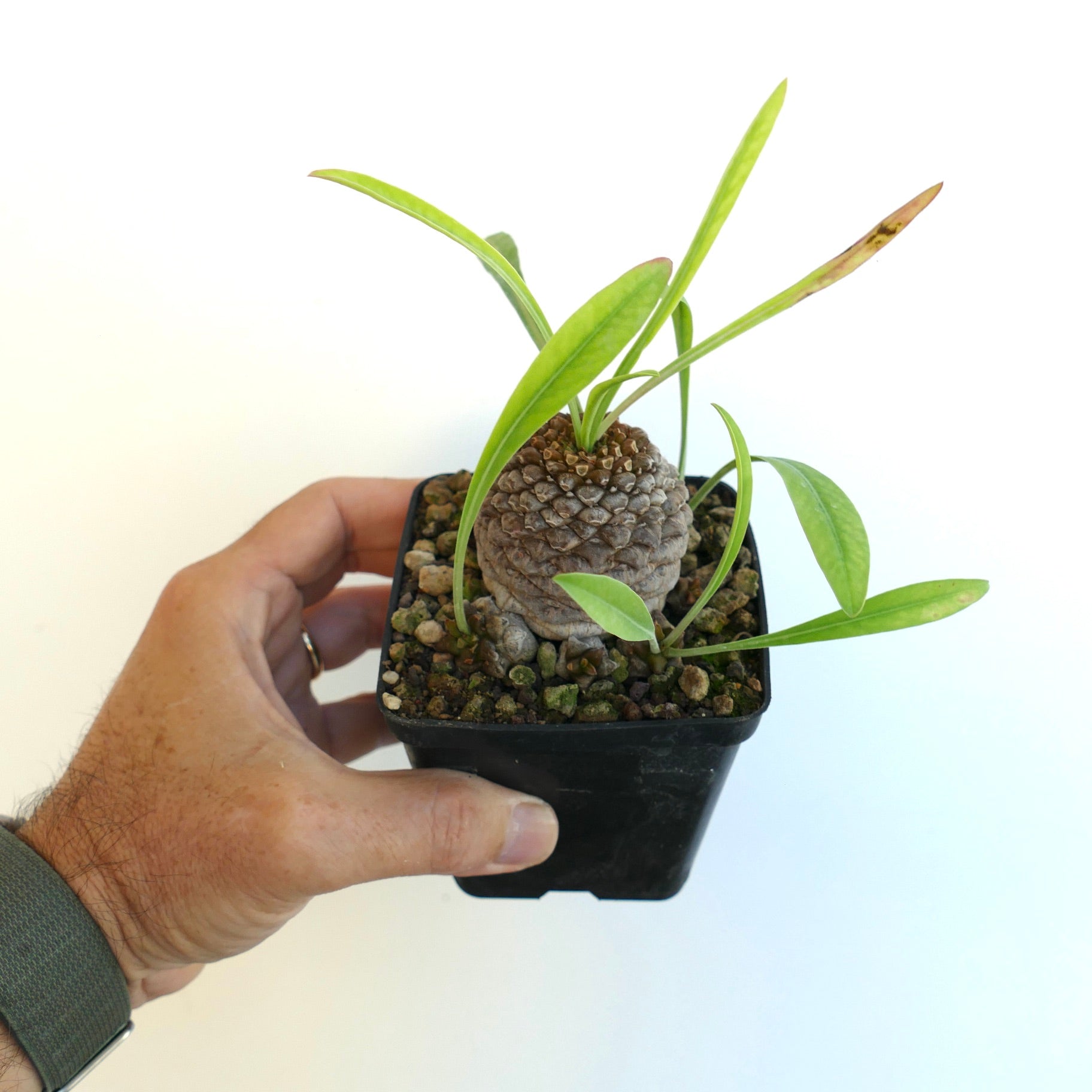 Euphorbia bupleurifolia succulent with textured caudex and elongated green leaves in small pot