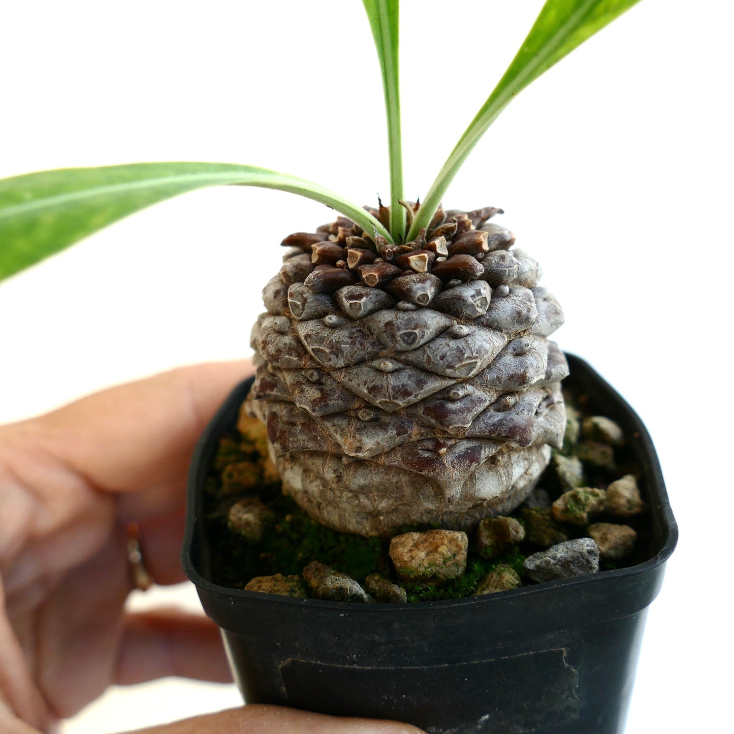 Euphorbia bupleurifolia succulent with textured caudex and slender green leaves in small pot