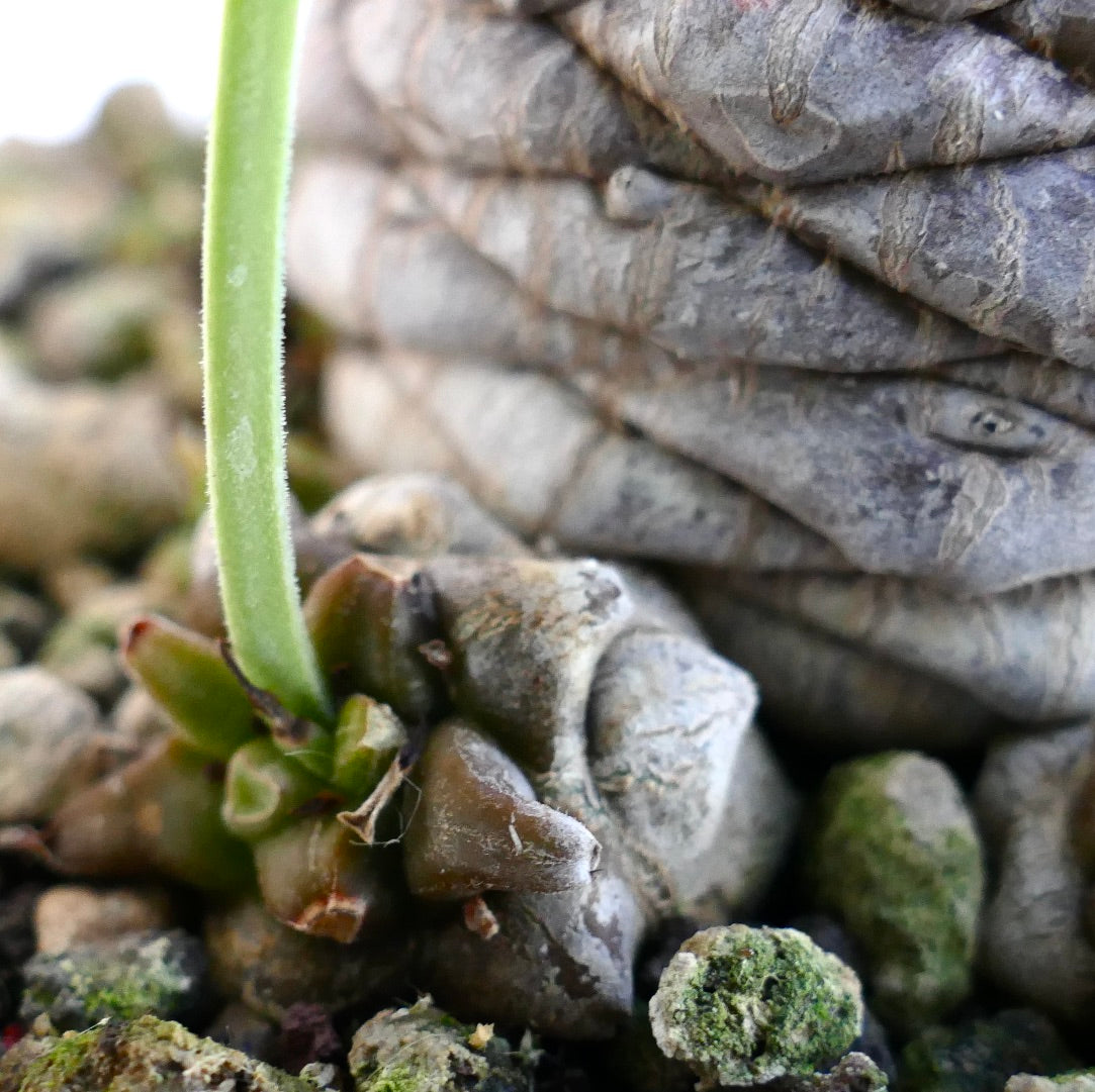 Euphorbia bupleurifolia small succulent with wrinkled gray stem and green new growth
