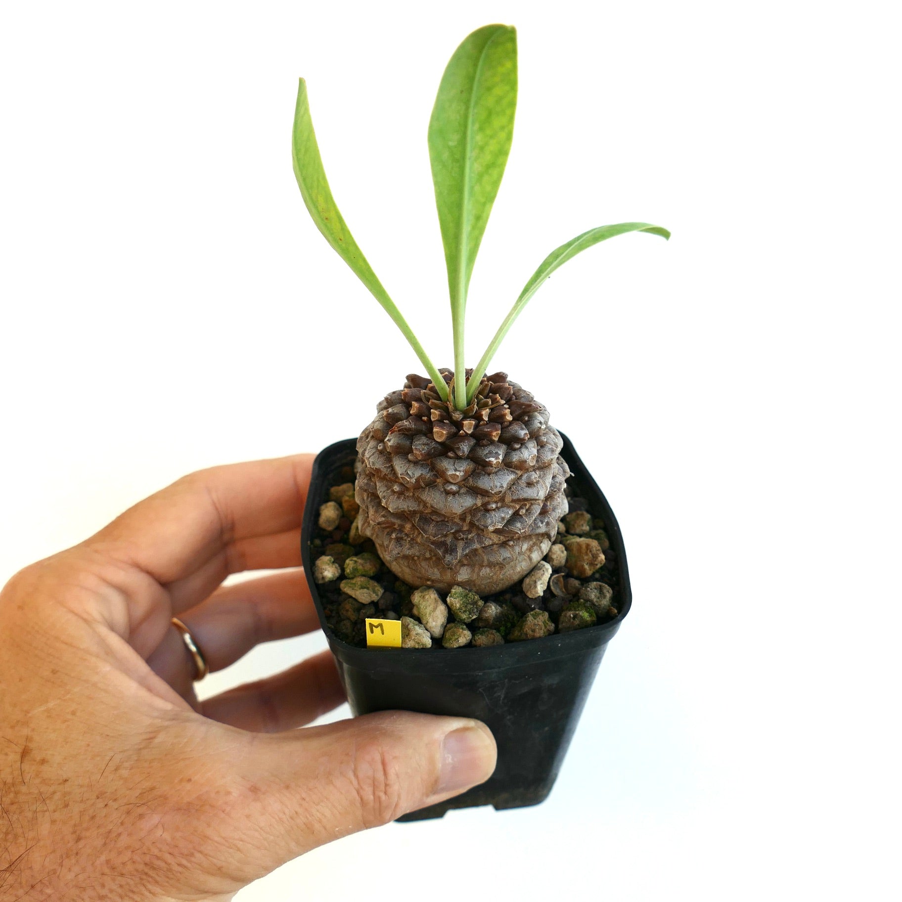 Euphorbia bupleurifolia succulent with textured caudex and elongated green leaves in small pot