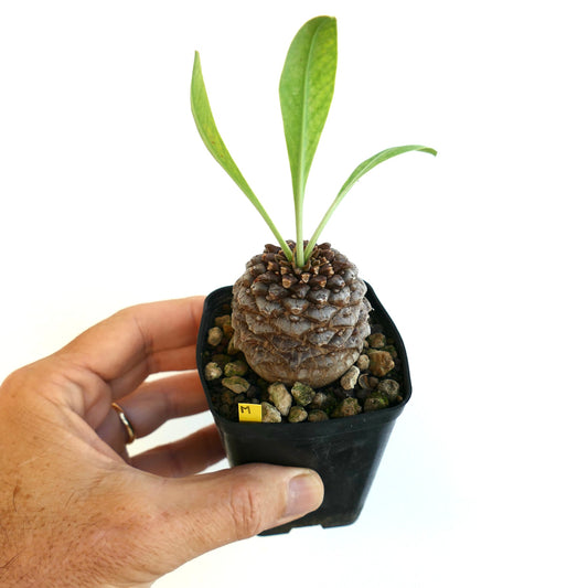 Euphorbia bupleurifolia succulent with textured caudex and elongated green leaves in small pot