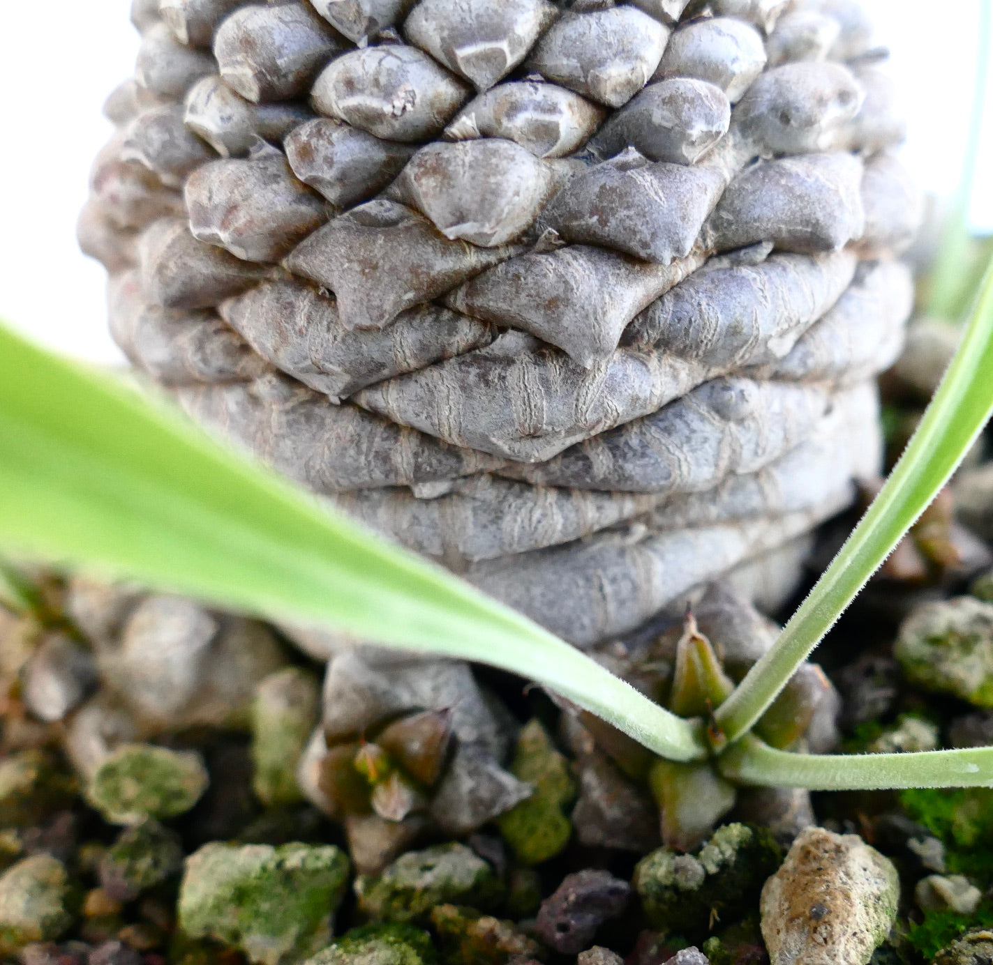 Euphorbia bupleurifolia succulent with textured gray bulbous stem and slender green leaves emerging from base