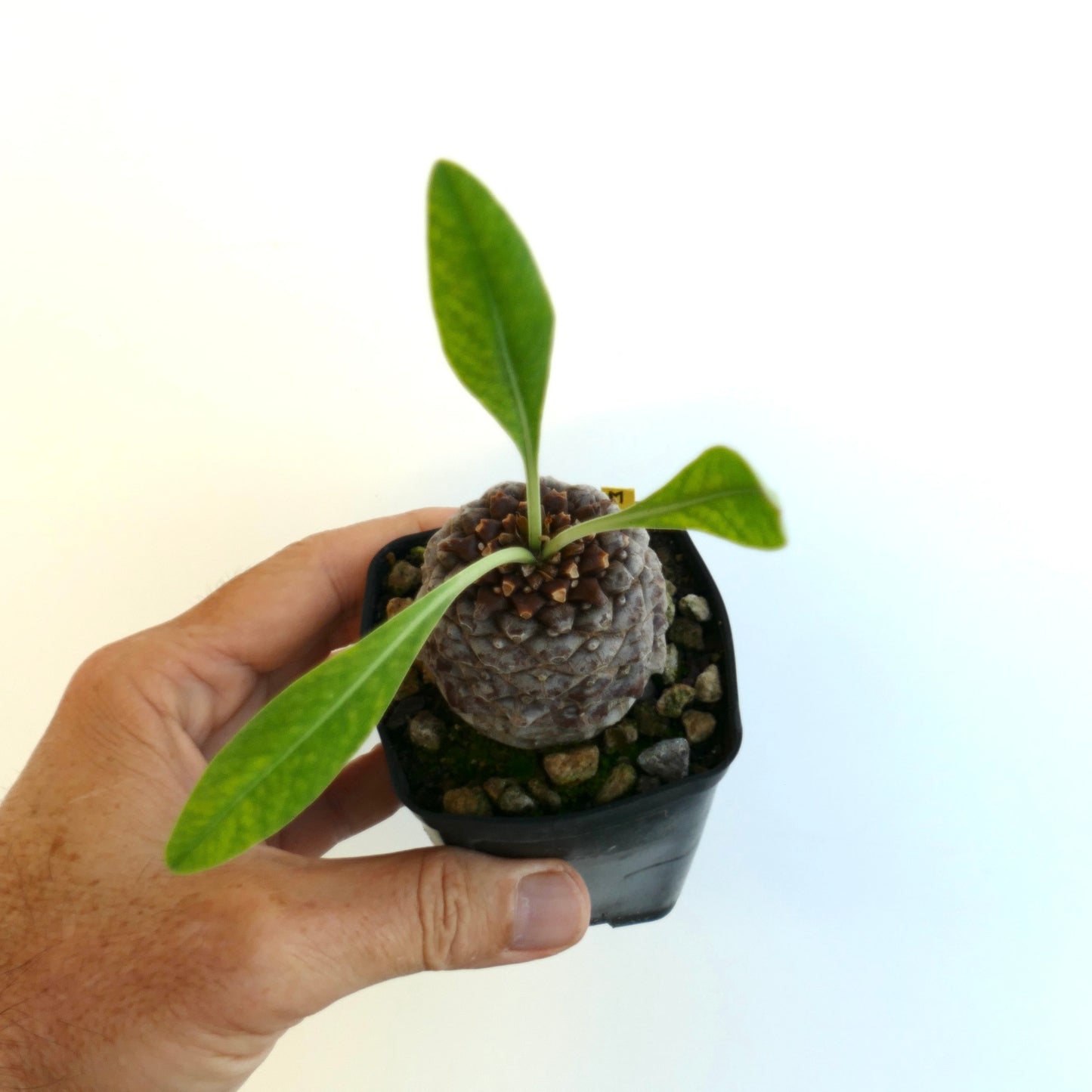Euphorbia bupleurifolia rare succulent with textured caudex and elongated green leaves