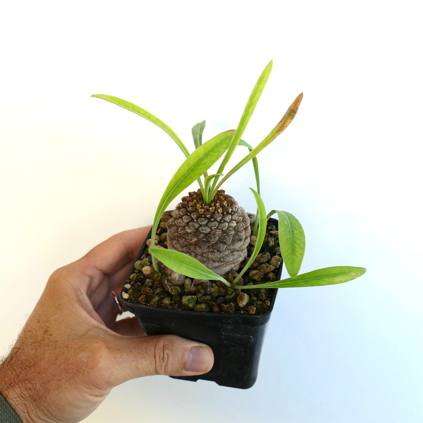 Euphorbia bupleurifolia succulent with textured caudex and slender green leaves in small pot