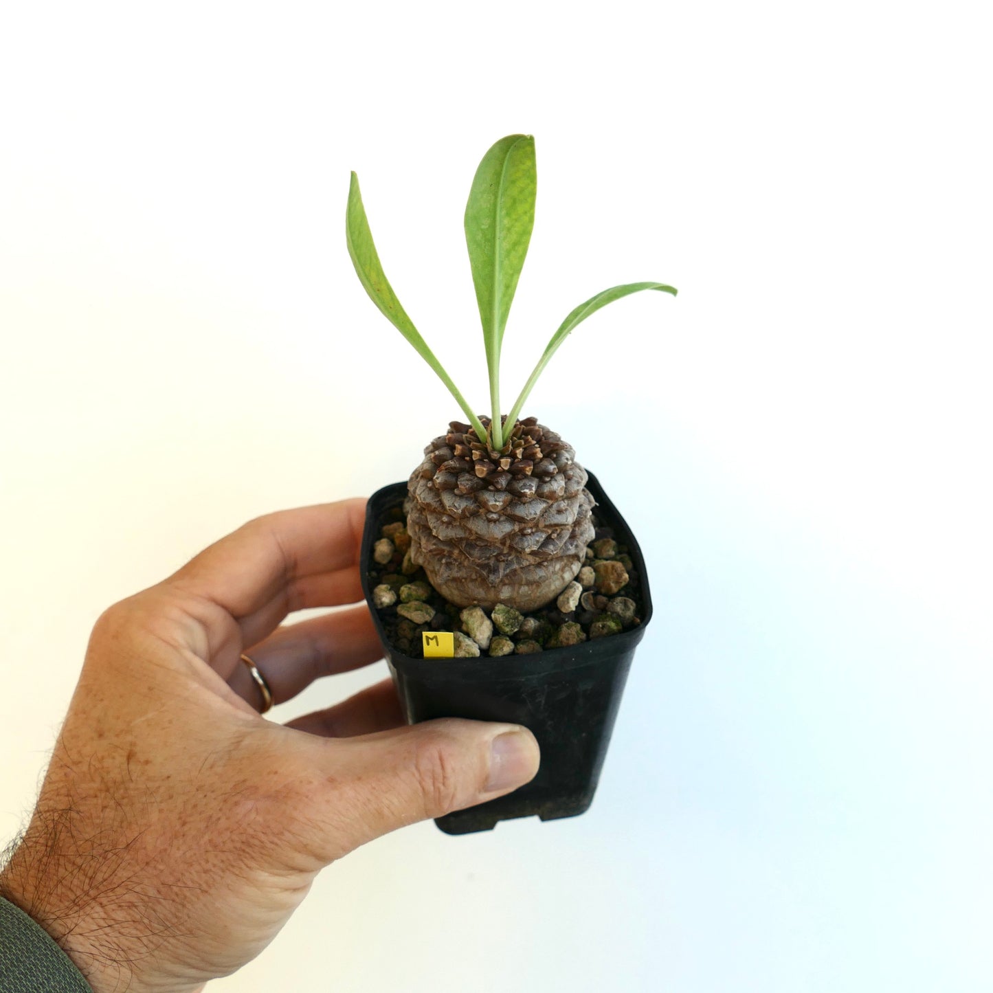 Euphorbia bupleurifolia succulent with textured caudex and elongated green leaves in small pot
