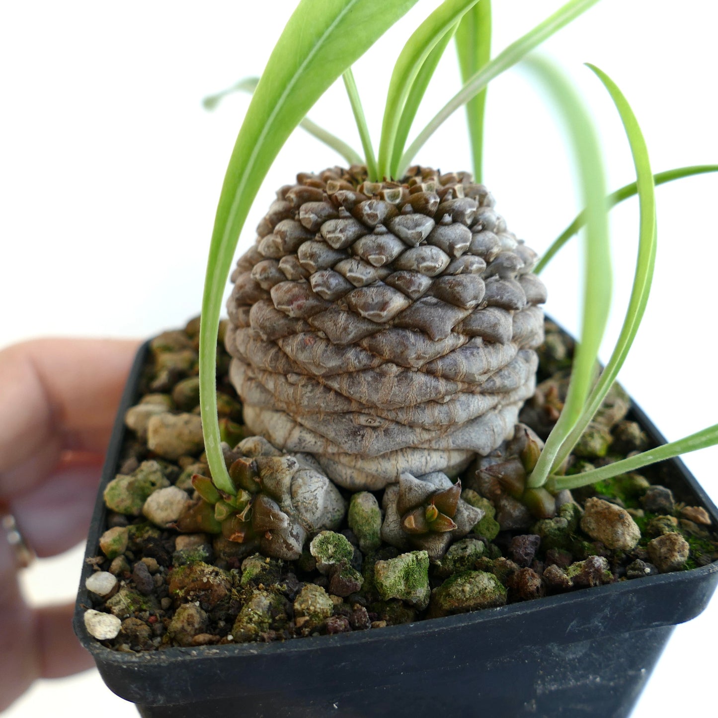 Euphorbia bupleurifolia succulent with textured caudex and slender green leaves in pot